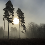 JOURNEE D'ETUDES ET DE DISCUSSION AUTOUR DES FORÊTS